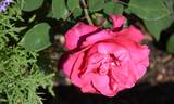 Showpiece Lipstick rose photo