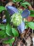 Ocean Pearl clematis photo