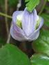 Ocean Pearl clematis photo