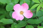 Kirsten Klein rose photo