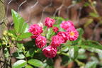Brewood Belle rose photo