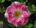Jewel Box rose photo
