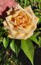 Nella Fantasia rose photo