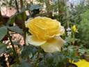Toulouse-Lautrec ® rose photo