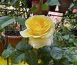Toulouse-Lautrec ® rose photo