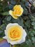 Toulouse-Lautrec ® rose photo
