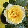 Toulouse-Lautrec ® rose photo