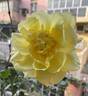 Toulouse-Lautrec ® rose photo