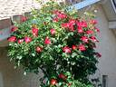 Red Cottage rose photo