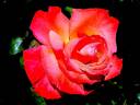 Christophe Colomb ® rose photo