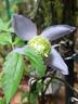 Ocean Pearl clematis photo