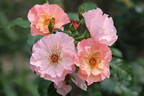 Summer Wine rose photo