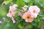 Summer Wine rose photo