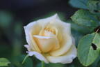 Crème Caramel rose photo