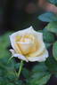 Crème Caramel rose photo