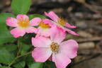 Kirsten Klein rose photo
