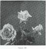 Tamarisk rose photo
