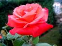 Christophe Colomb ® rose photo