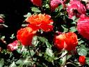 Candelabra ™ rose photo
