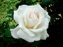 Royal Philharmonic rose photo