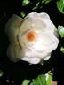 Virgo rose photo