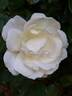 Virgo rose photo