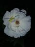 Virgo rose photo