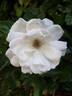 Virgo rose photo