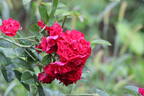 Linda Campbell rose photo