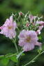 Sointu rose photo