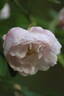Sävel rose photo