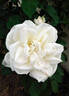 Gloire Lyonnaise rose photo