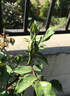 Gloire Lyonnaise rose photo