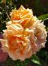 Nella Fantasia rose photo