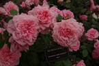 Dunham Massey rose photo