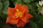 Edith Holden rose photo