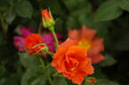 Edith Holden rose photo