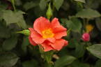 Edith Holden rose photo