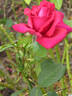 The Australian Bicentennial rose photo