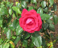 The Australian Bicentennial rose photo