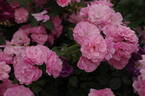 Festive Jewel rose photo