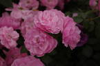 Festive Jewel rose photo