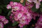 Ballerina rose photo