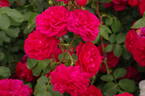 Frilly Cuff rose photo