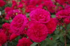 Frilly Cuff rose photo