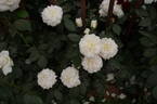 Macmillan Nurse rose photo