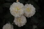 Macmillan Nurse rose photo