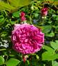 Life's Little Pleasures rose photo
