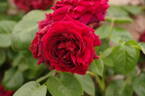 Highgrove rose photo