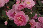 Cariad rose photo